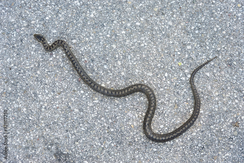 European viper on a street in the Limestone Alps in Upper Austria. Vipera berus has a wide range. It can be found across the Eurasian land-mass