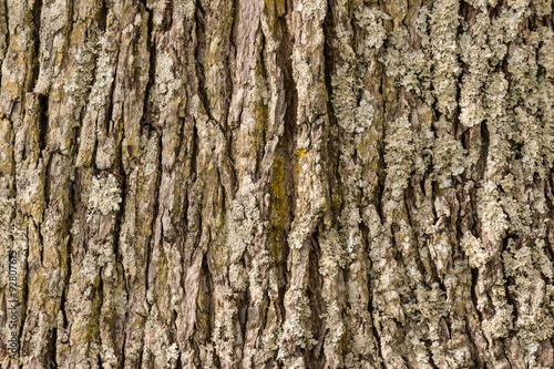 closeup of tree bark