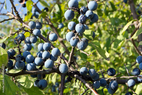 blue sloes (Prunus spinosa)