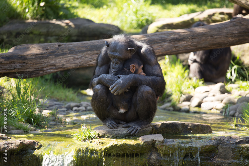 Fototapeta premium Sydney, Taroonga Zoo, chimpanzees