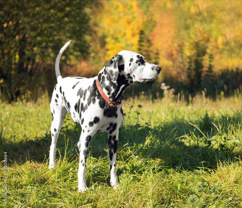 Gorgeous dog breed Dalmatian
