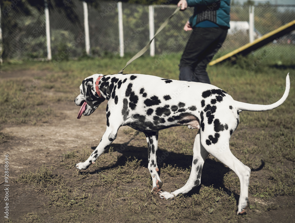 Girl handler and Dalmatian dog