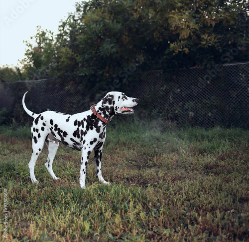 Dog Dalmatian
