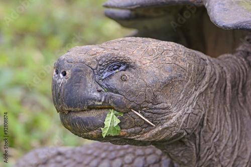 Head shot of a Galapagos Giant Tortoise