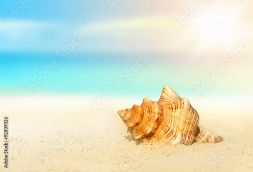  seashell on the sandy beach