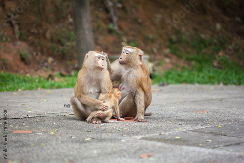 monkey family 