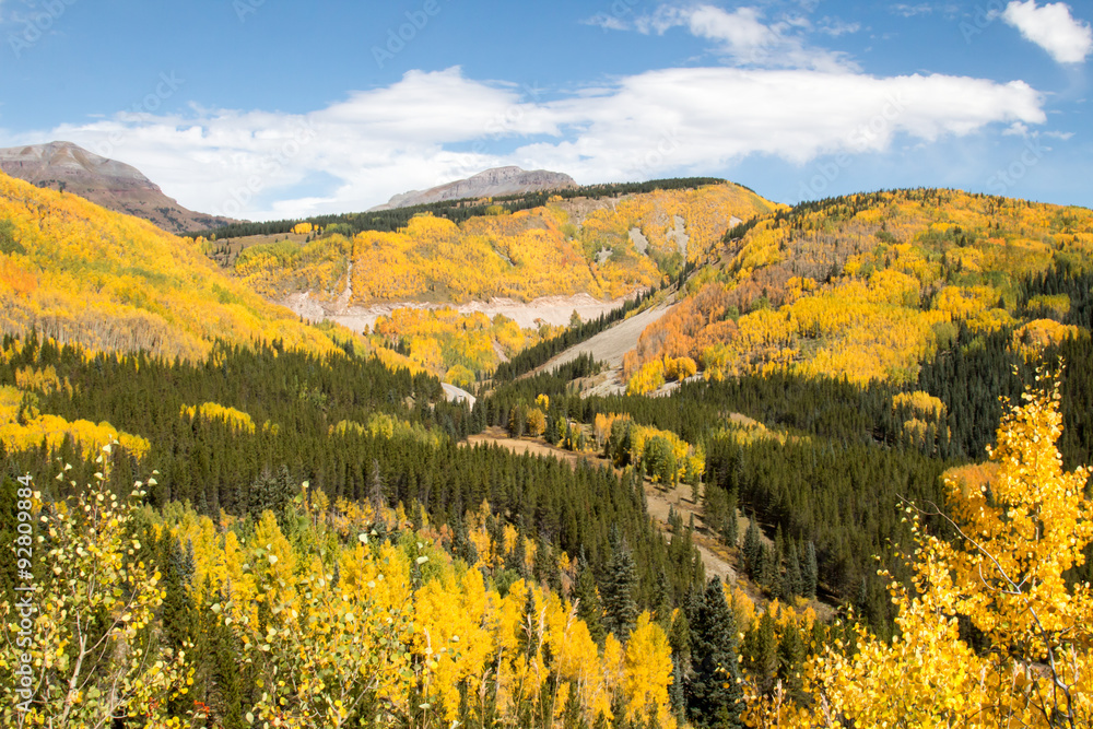 Rolling hills covered in aspen and pine forest