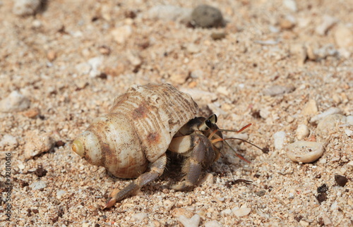 Hermit crab walks along the beach.