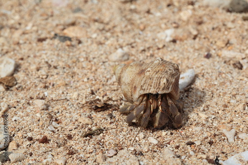 Hermit crab walks along the sand.