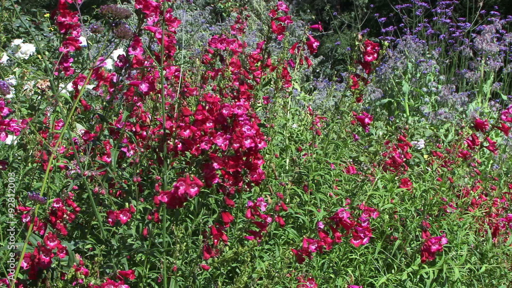 Blooms 0403: Red wildflowers gently sway in a summer breeze. Blooms 0403: Red wildflowers gently sway in a summer breeze.