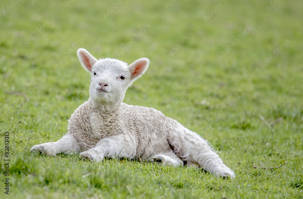 Cute lamb resting on grass Cute lamb resting on grass