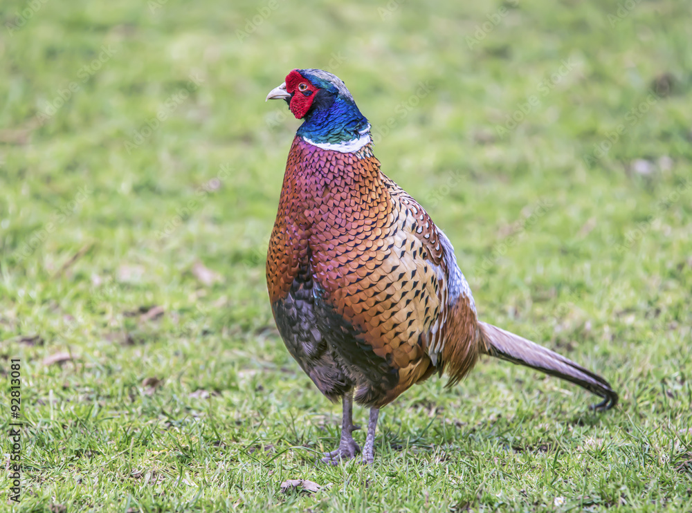 Fototapeta premium Ring-Necked pheasant standing on grass