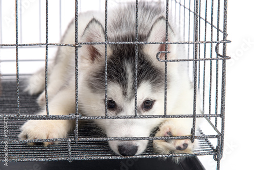 Cute siberian husky puppies in the cage on white background,isol