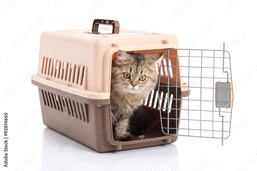Obraz premium cat ponibcctyc vk pet carrier isolated on white background