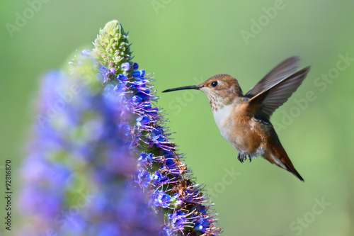 Allen's Hummingbird flying to Pride of Madeira flower