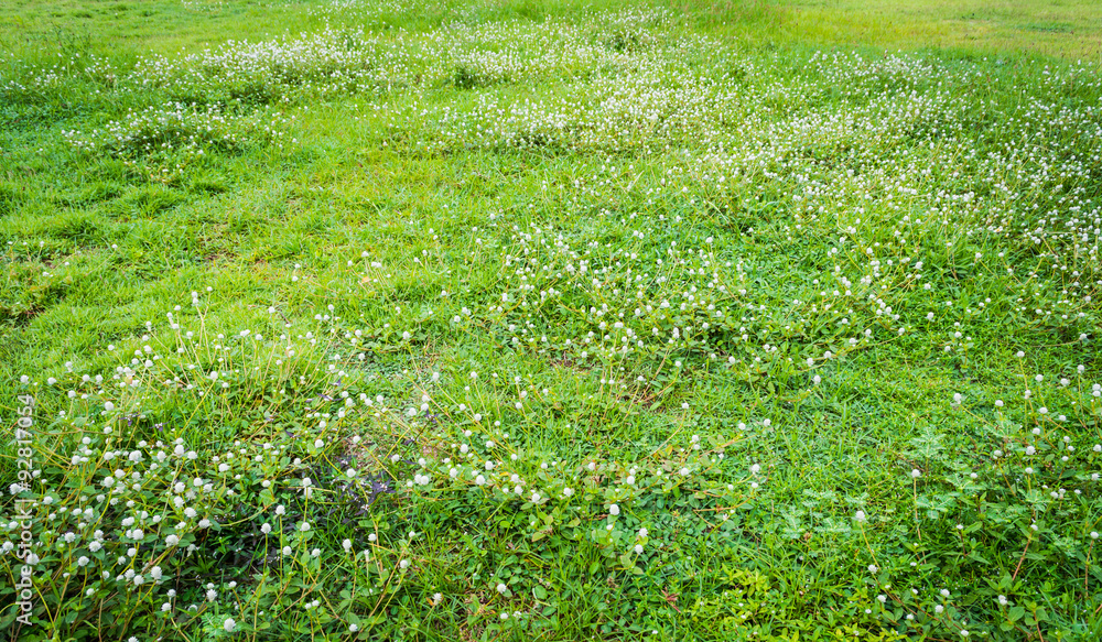 image of Grass field and the globe amaranth flower image of Grass field and the globe amaranth flower