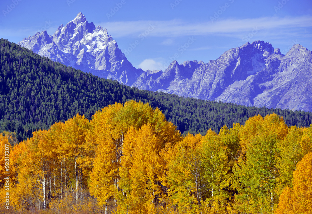 Autumn colors, Grand Teton National Park showing Aspen trees with golden yellow foliage, Wyoming, America