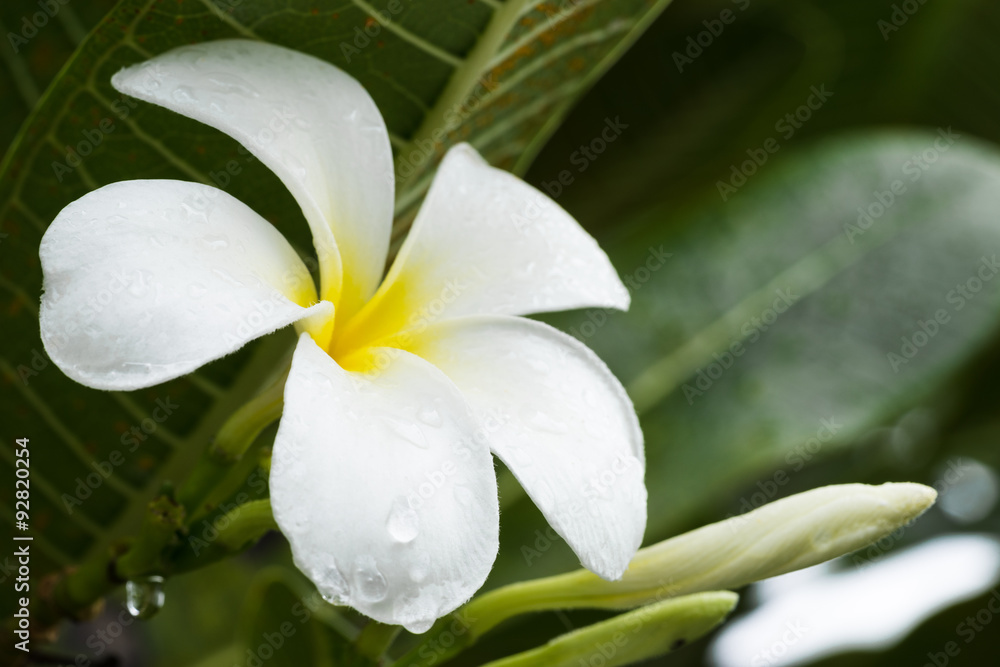 Obraz premium white Plumeria flower