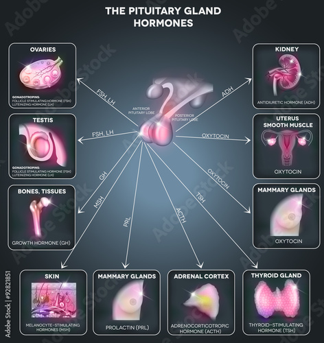 Pituitary gland hormones and influenced organs