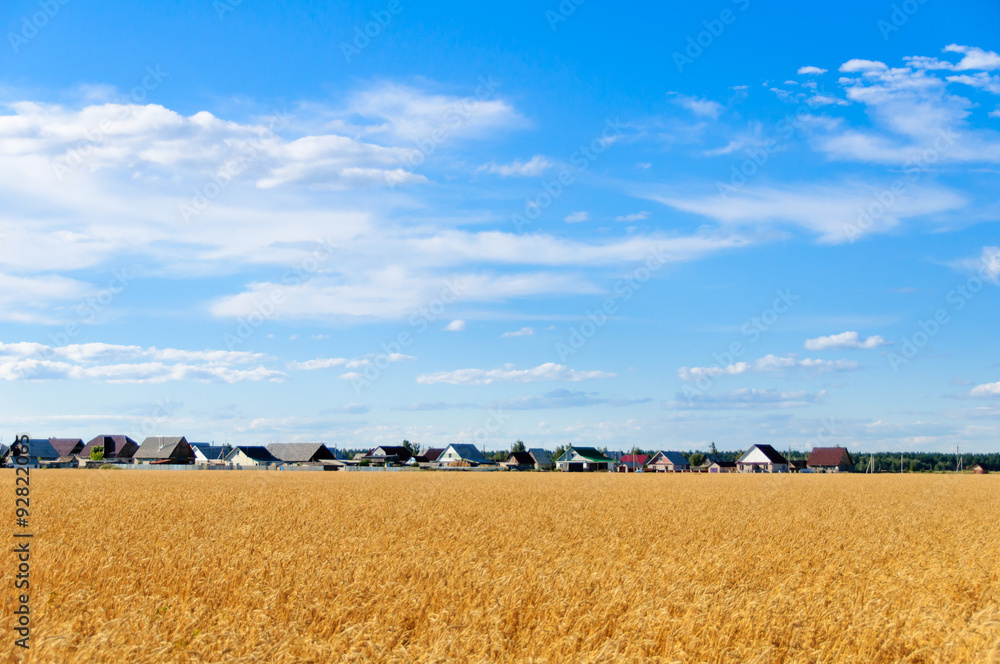 Fototapeta premium Wheat field in the fall and blue sky, clouds, houses background