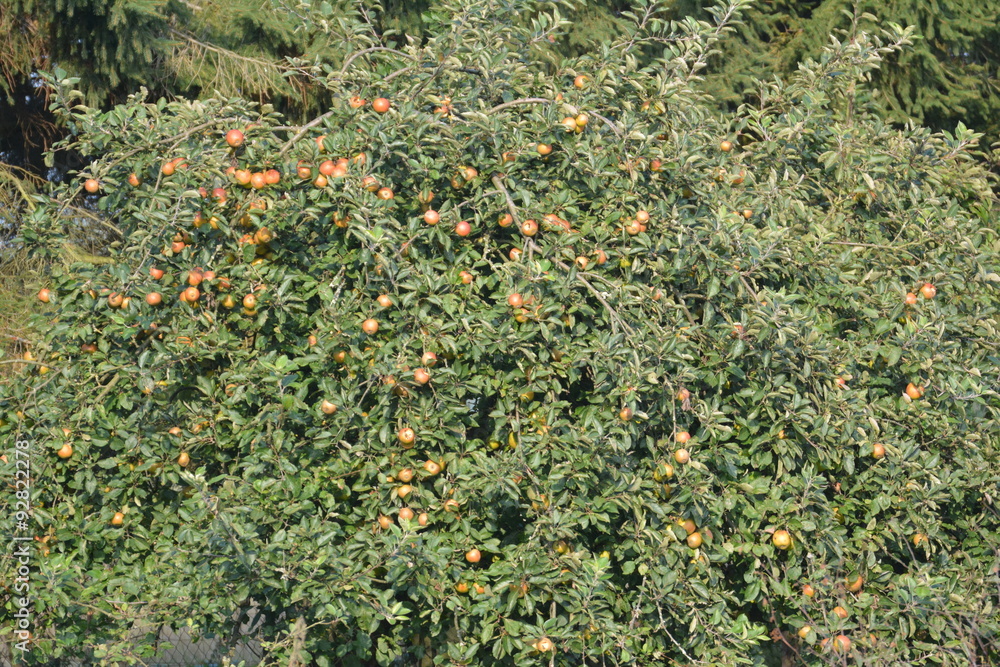 Apfelbaum mit Früchten