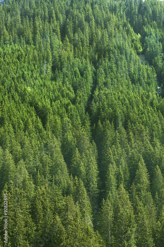 coniferous forest background