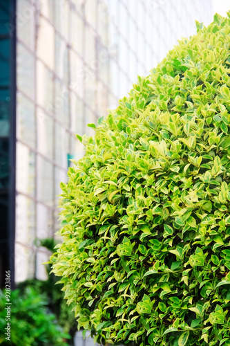 green tree on a street in the city