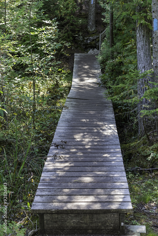 Obraz premium Wooden boardwalk on a forest trail