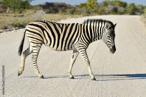 Zebra - Etosha  Namibia