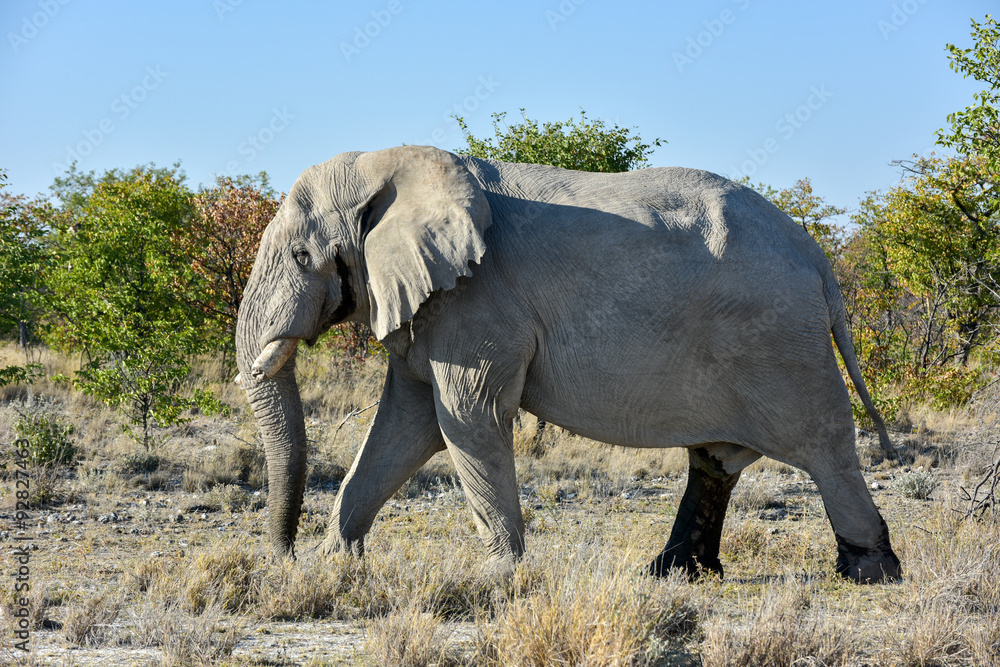 Fototapeta premium Elephant - Etosha, Namibia