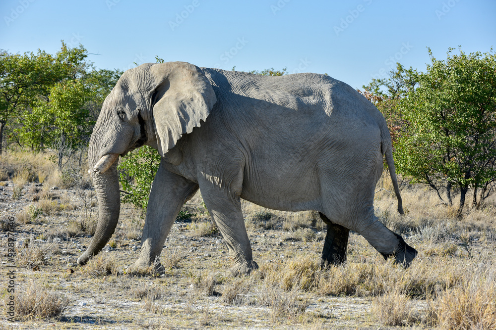 Fototapeta premium Elephant - Etosha, Namibia