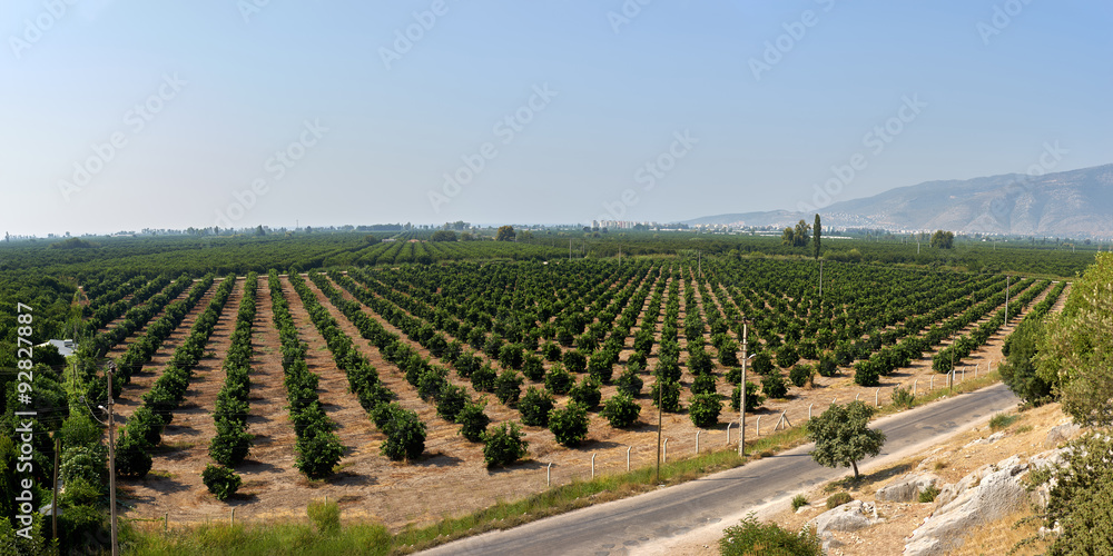 lime plantation in Kemer. Turkey