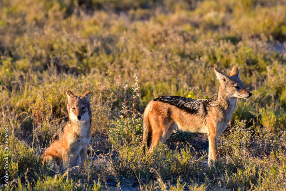 Fototapeta premium Jackal - Etosha, Namibia