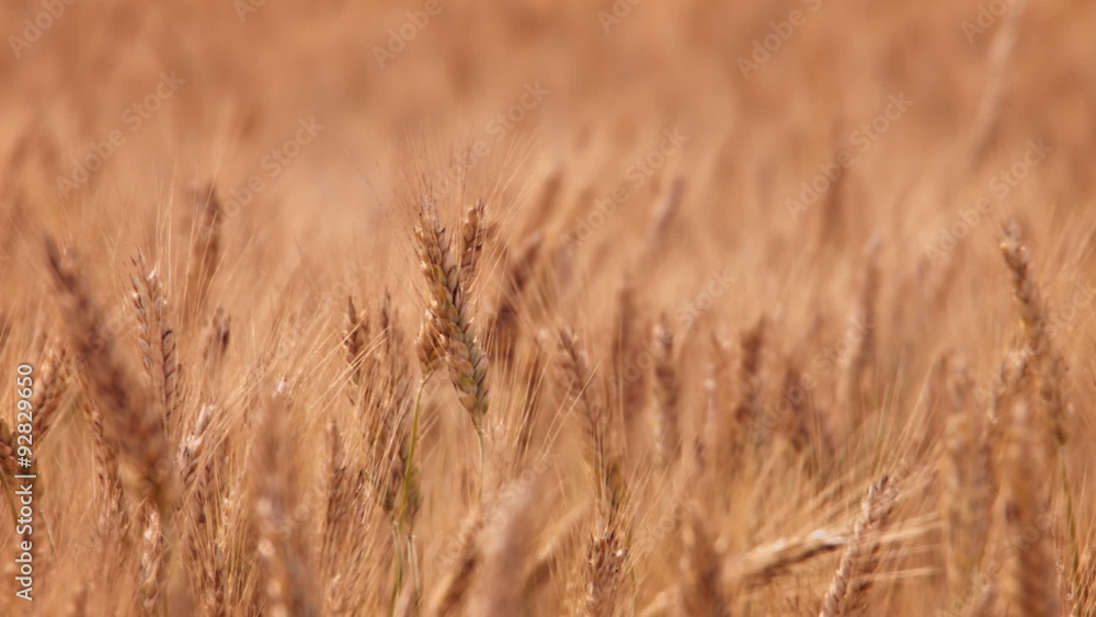 Wheat field Wheat field