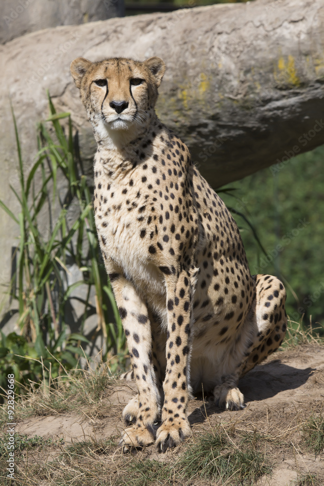 Cheetah, Acinonyx jubatus, watching nearby Cheetah, Acinonyx jubatus, watching nearby