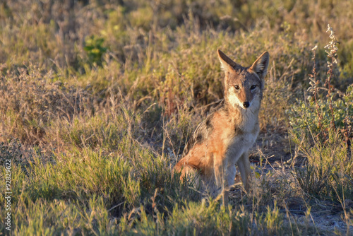 Jackal - Etosha, Namibia