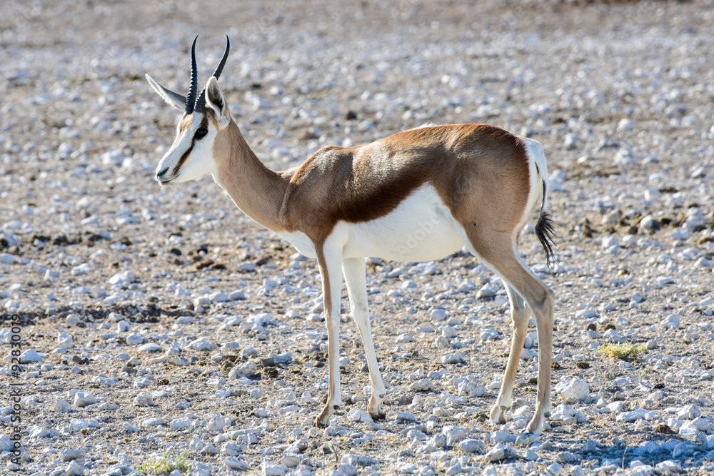 Springbok in Etosha National Park Springbok in Etosha National Park