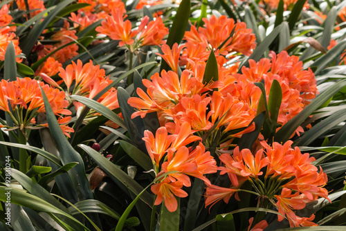 Fototapeta Naklejka Na Ścianę i Meble -  cluster of orange clivia flowers