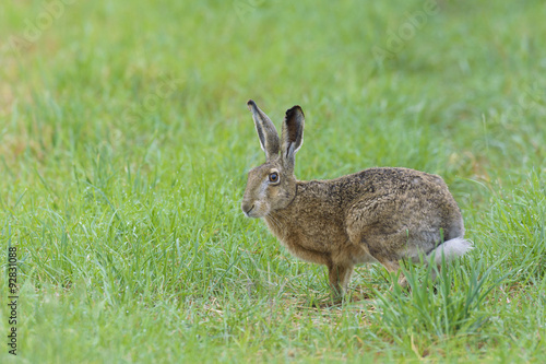 European Brown Hare