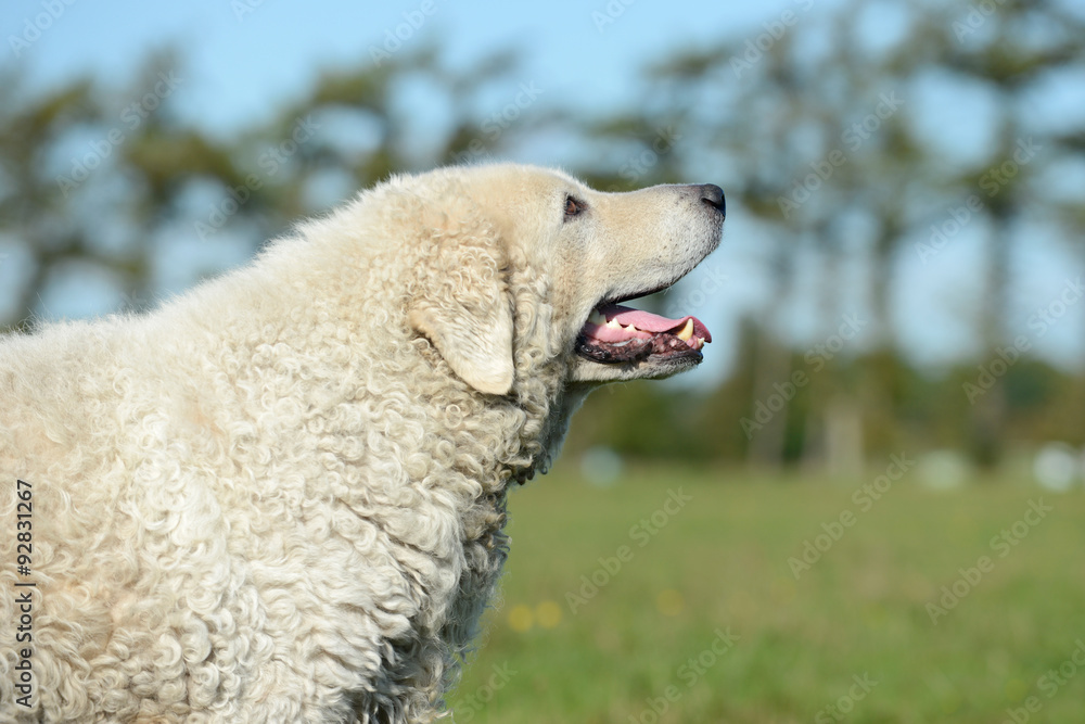 Naklejka premium Kuvasz