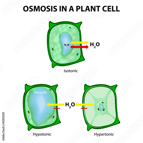 Osmosis in a Plant Cell