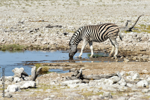 Zebra - Etosha  Namibia