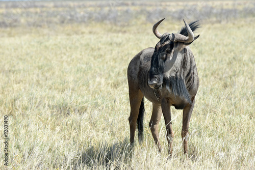 Fototapeta Naklejka Na Ścianę i Meble -  Wildebeest in Etosha National Park