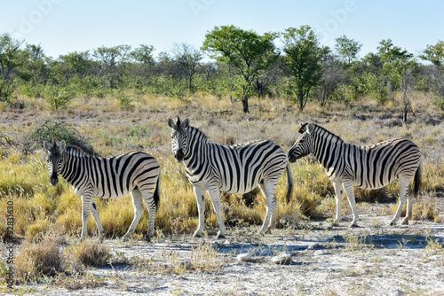 Zebra - Etosha  Namibia