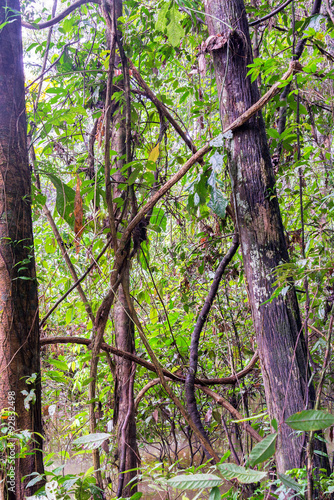 View of Jungle Plants