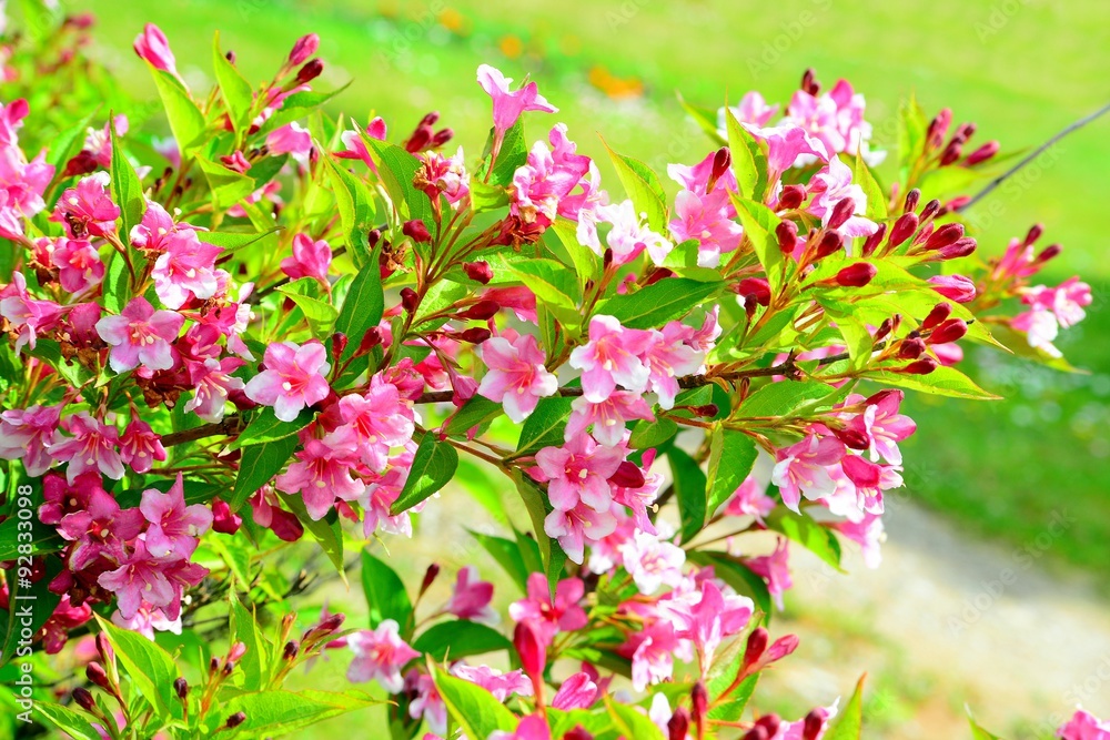 Flowers of beautiful pink weigela