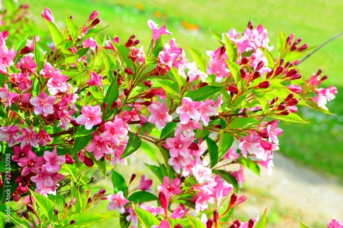 Obraz na płótnie Flowers of beautiful pink weigela w salonie
