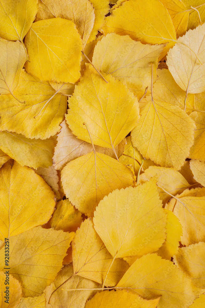 yellow leaves yellow leaves