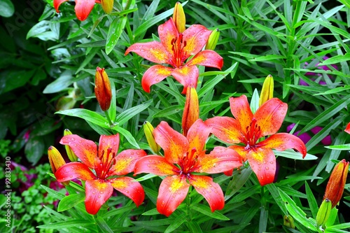 Obraz na płótnie Red lily summer fresh sunny day background w salonie