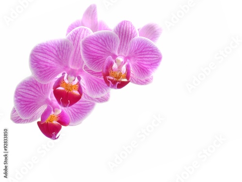 Pink orchid flower  isolated on white  copyspace.